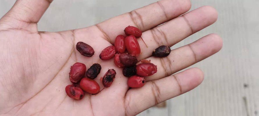 茱萸山花店：传承花香的故事